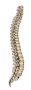 the spine lengthens in two directions