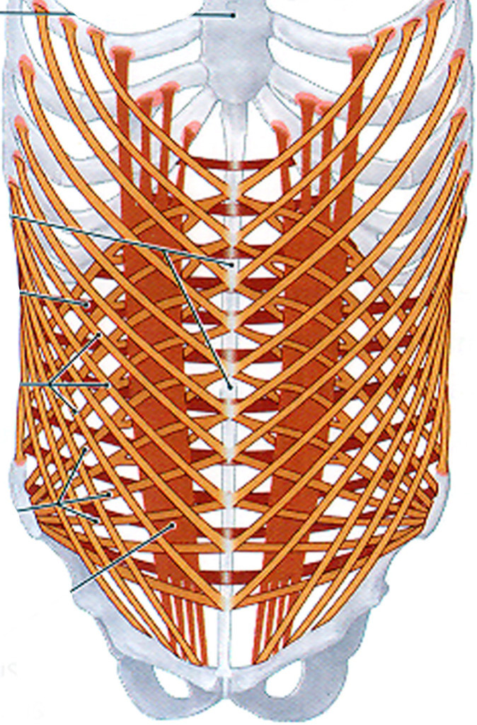 Muscle Tone | CoreWalking