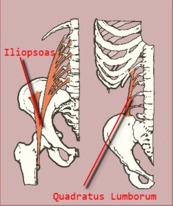 labelled psoas and ql