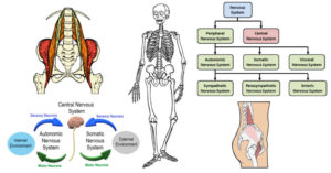 sympathetic nervous system