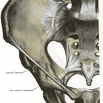 inguinal ligament