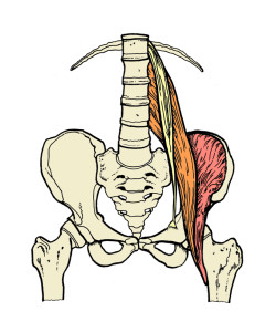 psoas major