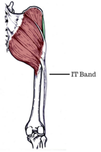 Inner and on sale outer thigh muscles