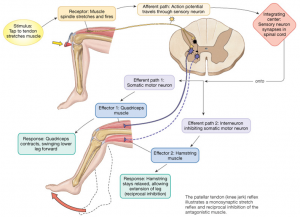 Reciprocal Inhibition