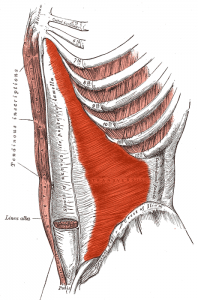 Transversus_abdominis