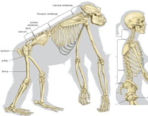 At CoreWalking we feel a lot of lower back pain is due to poor posture