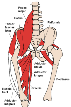 The Inner Thighs and Backbending