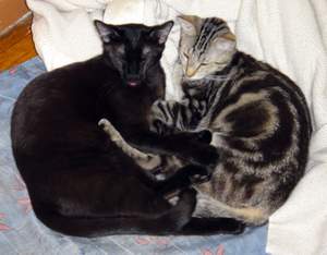 kitties