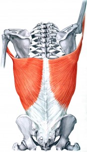 The latissimus dorsi flares the front of the ribcage when tight