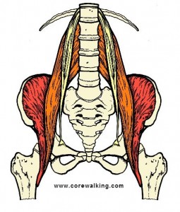 psoas major