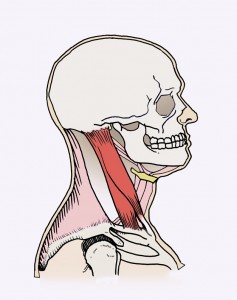 Sternocleidomastoid and trapezius