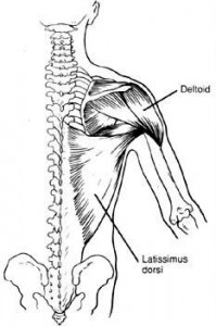 the latissimus dorsi is a key component of a good backbend in yoga.
