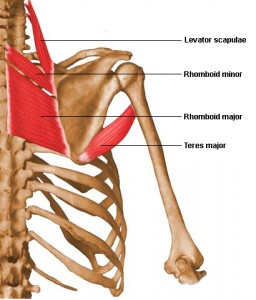 Rhomboids: A Trouble Muscle