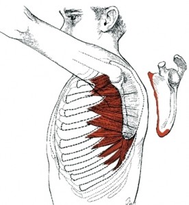 serratus-anterior image