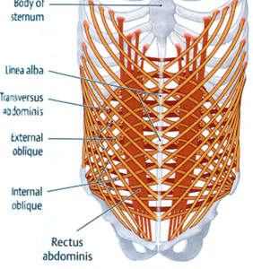 Between the Pelvis and the Ribcage: The Abdominal Muscles