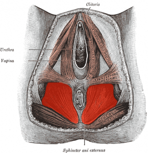 What's in the bowl of the pelvis?