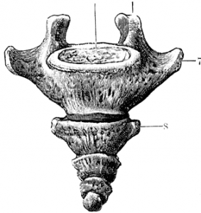 coccyx