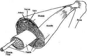 Rolfing is a bodywork technique developed by Ida Rolf