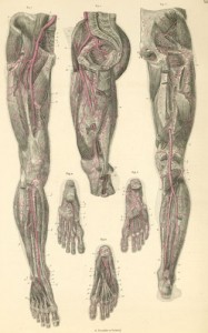 It is important to bear weight through the inner foot in order to activate the inner thigh and align the psoas major correctly.