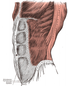 internal and external oblique muscles are key to walking correctly