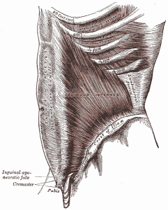 internal and external oblique muscles are key to walking correctly