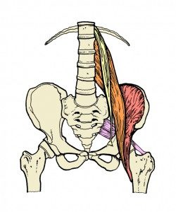 Psoas Muscle Podcast