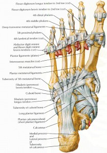 Muscles that lift the Arches of the Feet