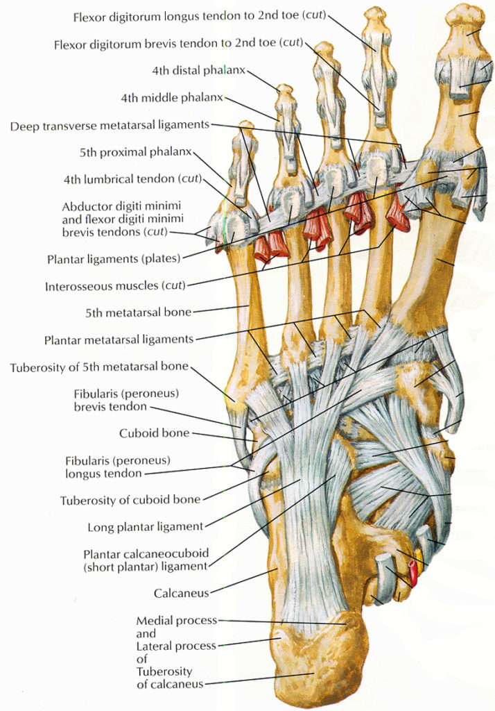 Ligaments And Tendons Of Foot Netter Corewalking