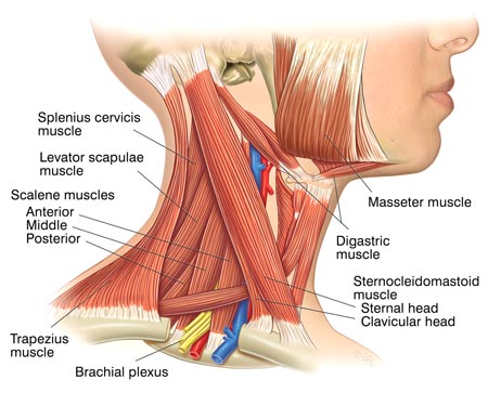 No Wrinkle At The Back Of The Neck