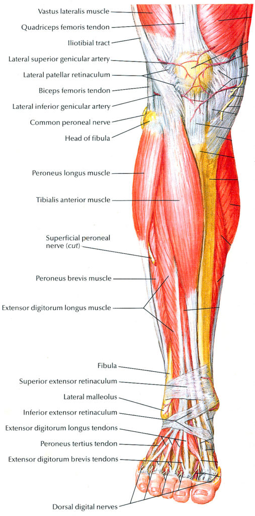 muscles of lower leg - CoreWalking
