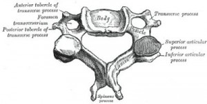 vertebrae