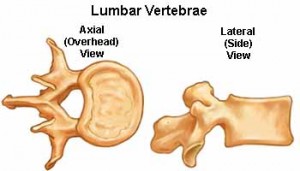 vertebrae