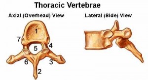 vertebrae