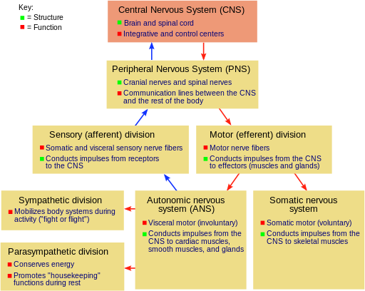 the autonomic system controls voluntary movement