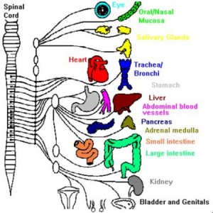 Sympathetic nervous system