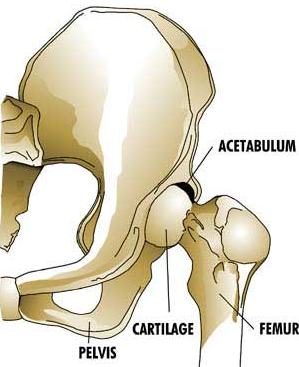 Your Hip: The Innominate Bone. The Bone That Has No Name