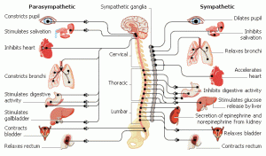 nervous system