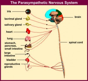 Parasympathetic Nervous System 