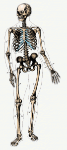 the shifting role of the pelvis