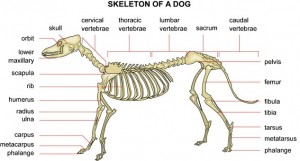 the shifting role of the pelvis