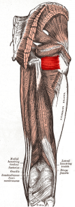 Quadratus_femoris_muscle