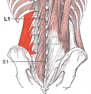 Don’t Crunch Your Quadratus Lumborum