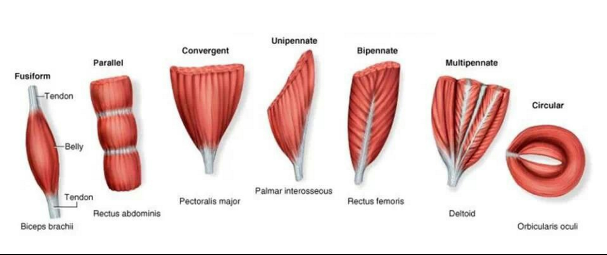 Muscle Shapes: Function Follows Form