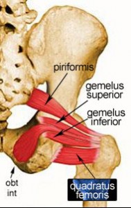 quadratus femoris