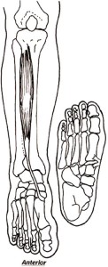 tibialis anterior