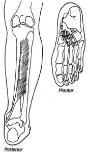 tibialis posterior