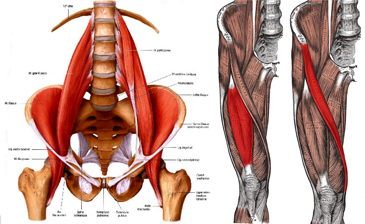 Hip flexors: Psoas, Sartorius, Rectus Femoris
