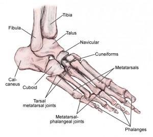 The Bones of the Feet