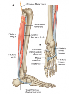 transverse arch of the foot