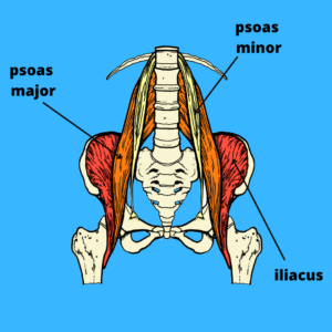 iliopsoas